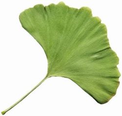 Ginkgo biloba – elixír mladosti 