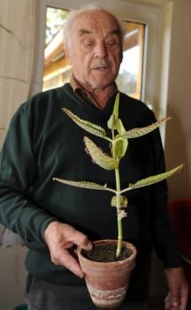 P. Mazúr sa venuje liečivým rastlinám takmer pol storočia