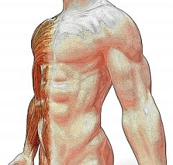 Andreas Vesalius (1514 – 1564)