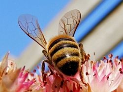 Článkonožce – pôvodcovia alergií a dermatitíd