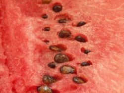 Na letné pikniky patrí melón!